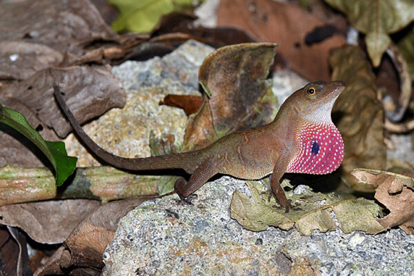 $1.2M grant to study evolution of Central American lizards
