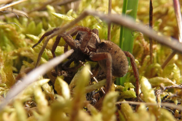 Wolf spiders may turn to cannibalism in a warming Arctic