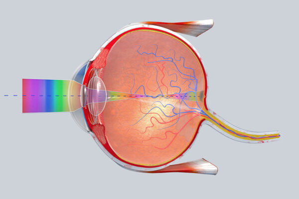 Scientists map how human retinal cells relay information to brain