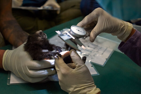 Global wildlife surveillance could provide early warning for next pandemic