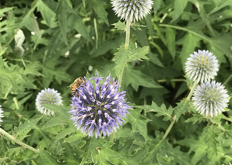 A honey bee sits on a purple flower