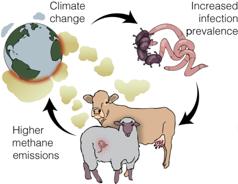 climate-disease cycle