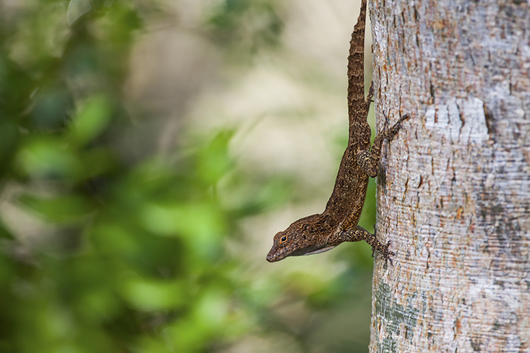 A lizard walks down a tree trunk