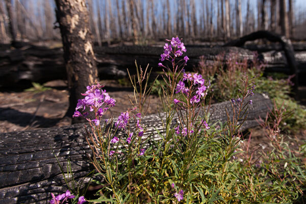 In fire-prone West, plants need their pollinators — and vice versa