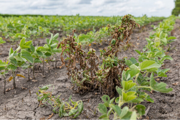 Hydrogen bonds may be key to airborne dicamba