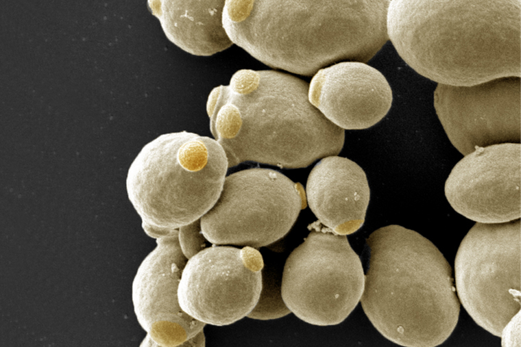 Single-cell yeast organism