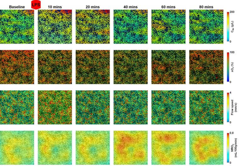 six time lapse photoacoustic microosopy images of metabolic responses of: hemoglobin, oxygen saturation of hemoglobin, blood flow speed, and metabolic rate of oxygen. Images from 10, 20, 40 and 60 minutes