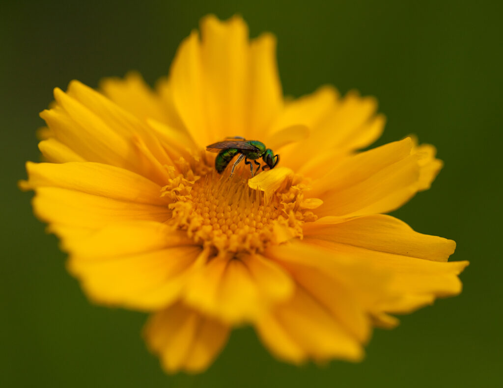 Plants and animals of Tyson: a halictid bee on a coreopsis flower (Photo: Jonathan Myers)