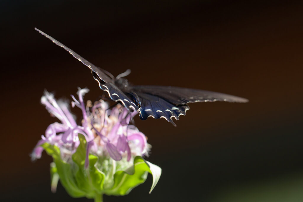 A butterfly on a beebalm flower (Photo: Jonathan Myers)