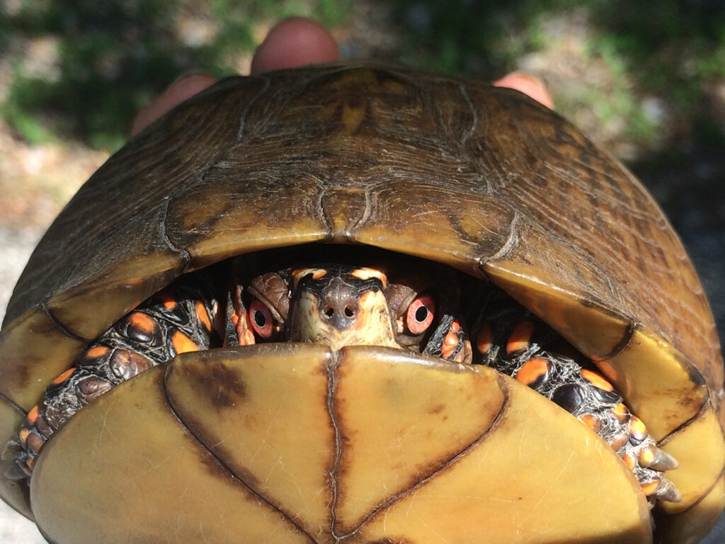 Animals of Tyson: a box turtle (Photo: Jonathan Myers)