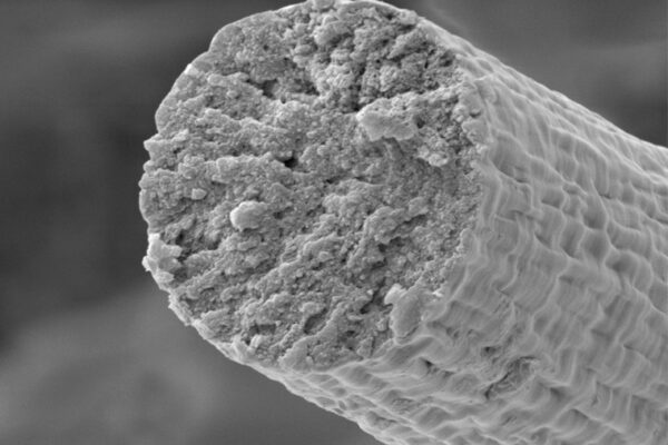 Synthetic biology enables microbes to build synthetic muscle
