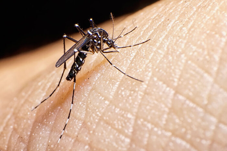 Trio of publications explains regional mosquito patterns