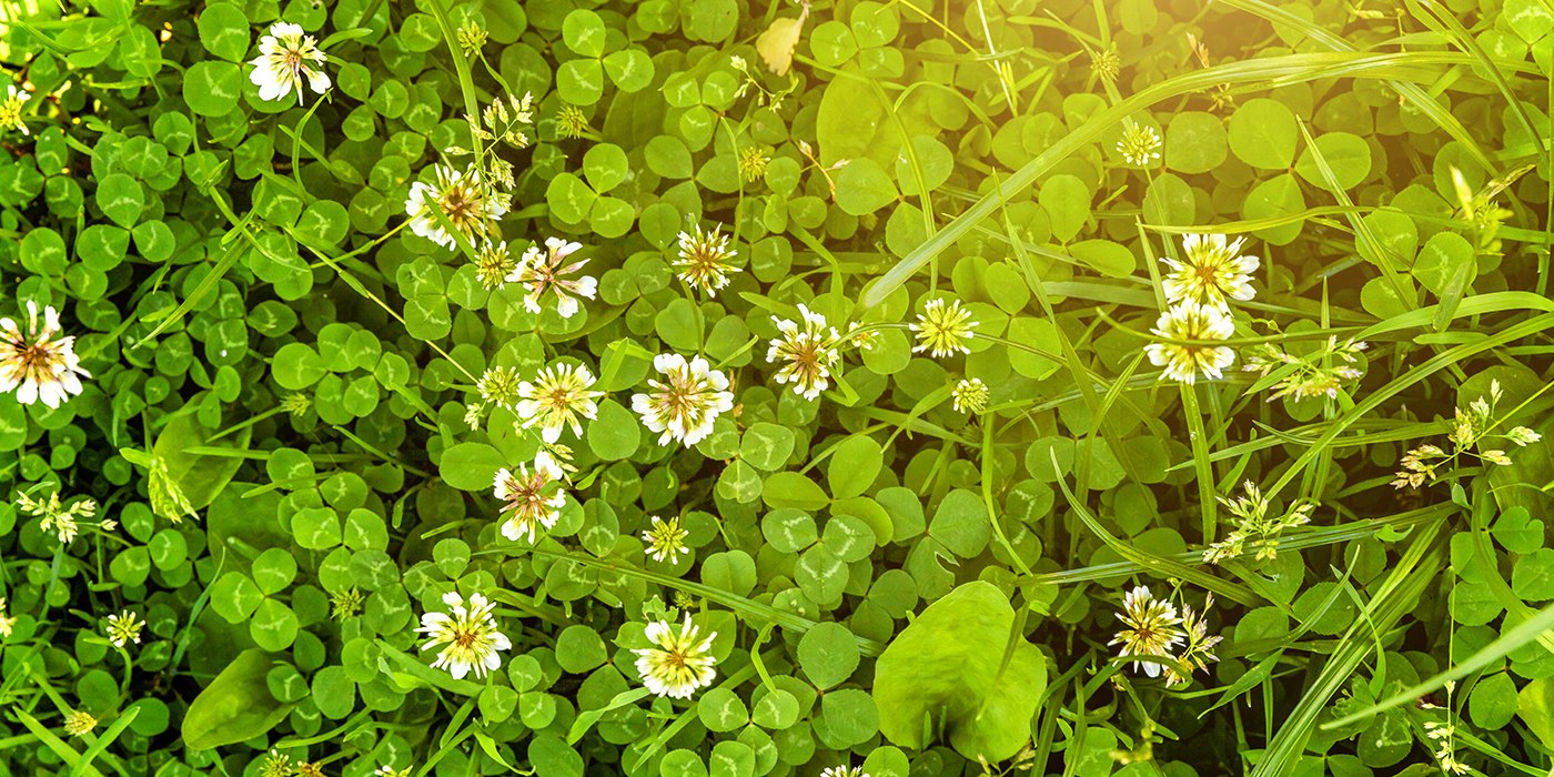White clover’s toxic tricks traced to its hybridization - The Source