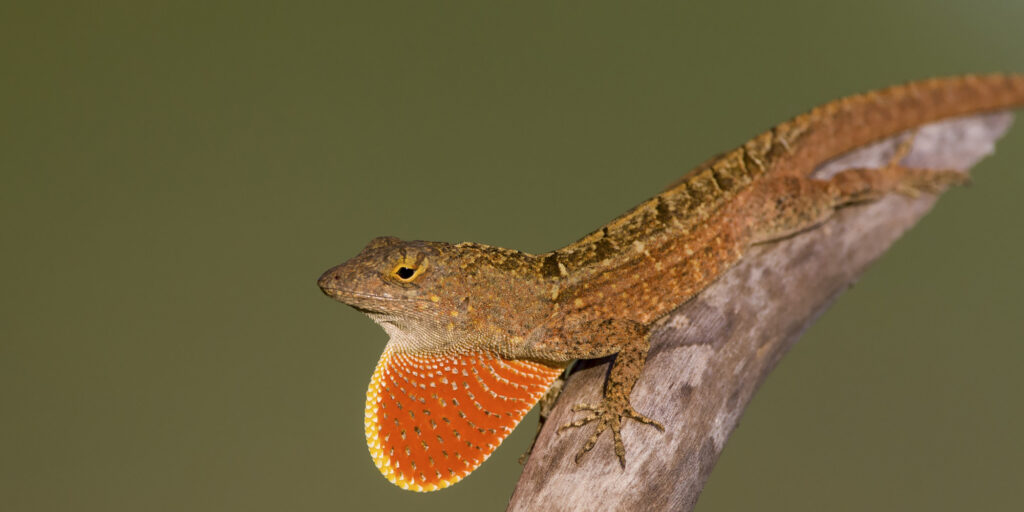 Brown anole