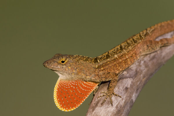 The new-new kids on the block: hybrid lizards