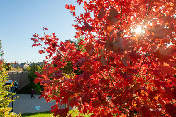 Why is the North American fall so red, compared with Europe?