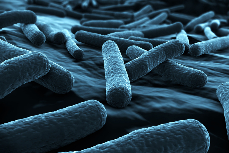 close-up of many E Coli bacterium
