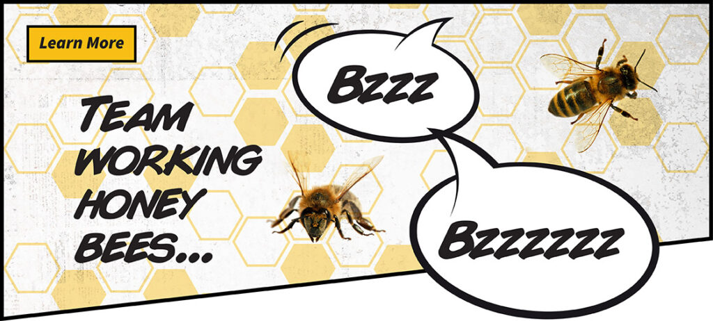 Learn more about team working honey bees
