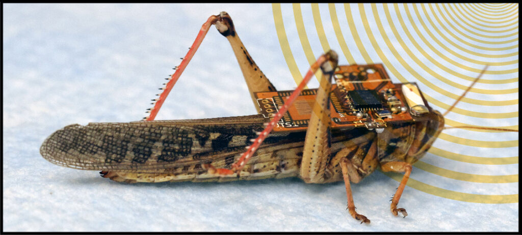 locust with electrode attached on back