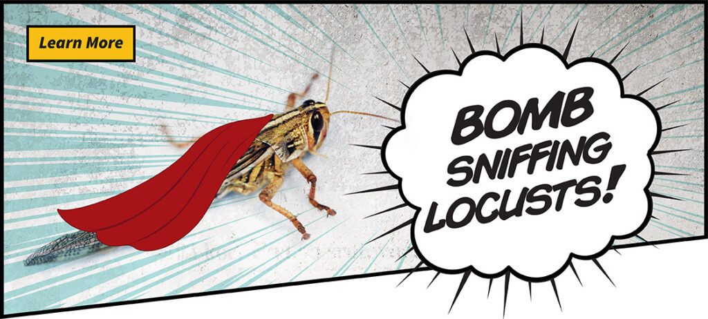 Learn more about bomb sniffing locusts