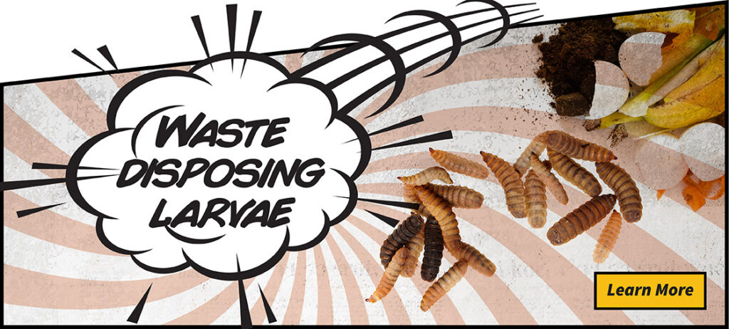 Learn more about waste disposing larvae