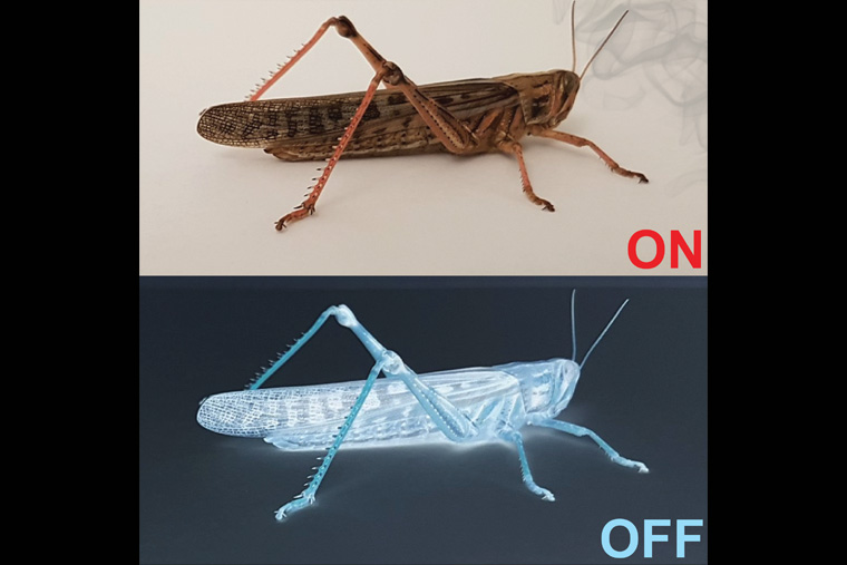 Two images of locusts, one photo, one negative