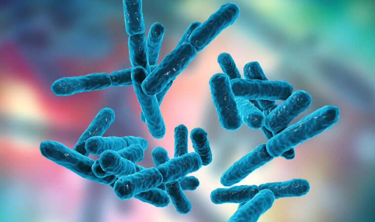 Picture of Bifidobacterium bacteria