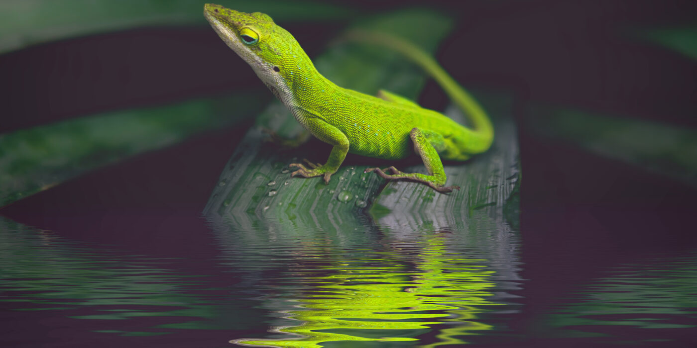 anole reflected in water
