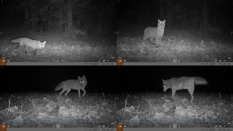 Canids camera trap images