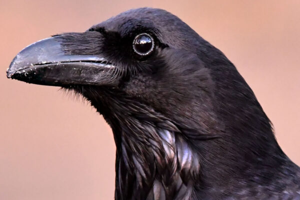 Brains and brawn helped crows and ravens take over the world