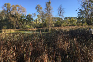 Marsh wetlands with tall grasses, algae-covered water and two researchers taking samples