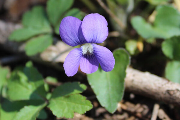 Climate change is affecting when, how violets reproduce
