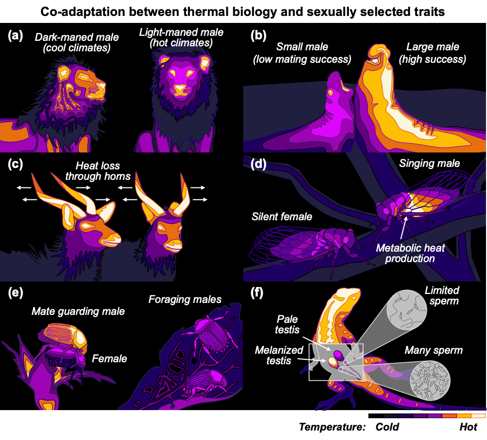 Co-adaptation between thermal biology and sexually selected traits: (a) dark-maned male lion (cool climates), light-maned male (hot climates); (b) small male elephant seal (low mating success), large male (high success) (c) heat loss through antelope horns (d) silent female cicada, singing male (metabolic heat production) (e) mate guarding male japanese beetle on female, foraging males (f) pale testis and limited sperm vs melanized testis and many sperm in lizards