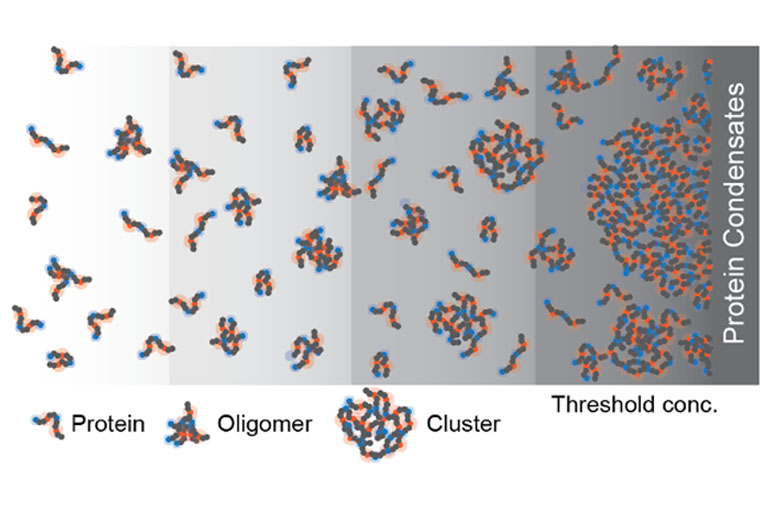 Drawing with proteins in different stages of aggregation, from single protein to oligomer to cluster to condensate