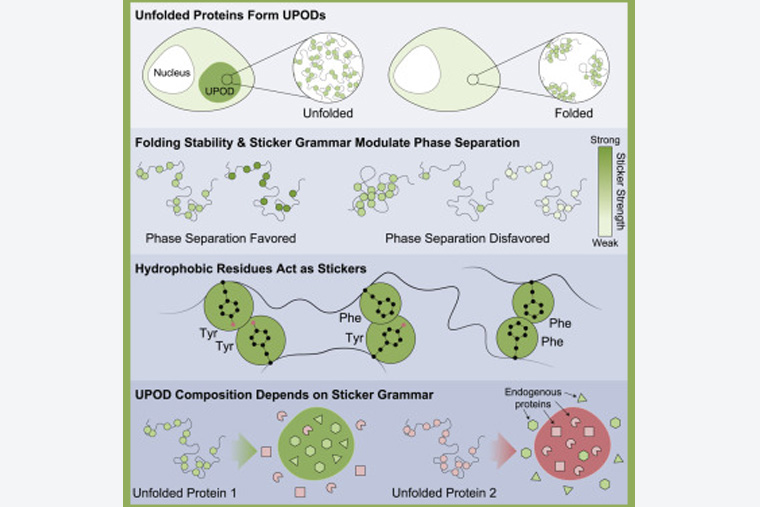 Illustration of unfolded proteins sticking together