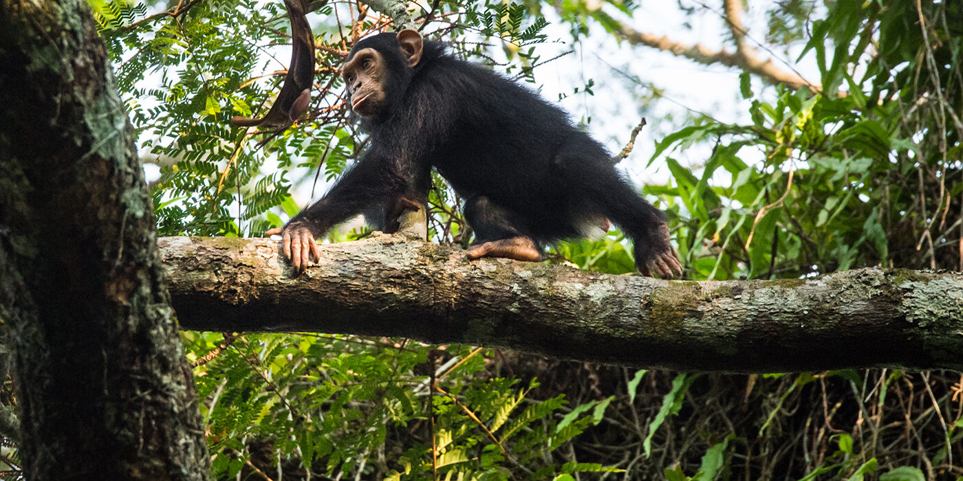 Juvenile chimpanzee in NNNP Congo