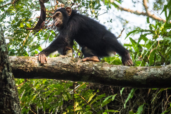 Study reports first evidence of social relationships between chimpanzees, gorillas