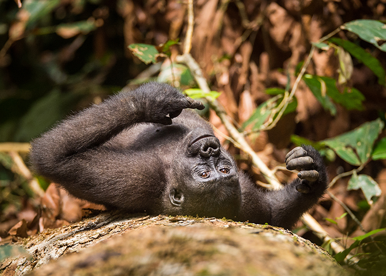 Juvenile gorilla in NNNP Congo
