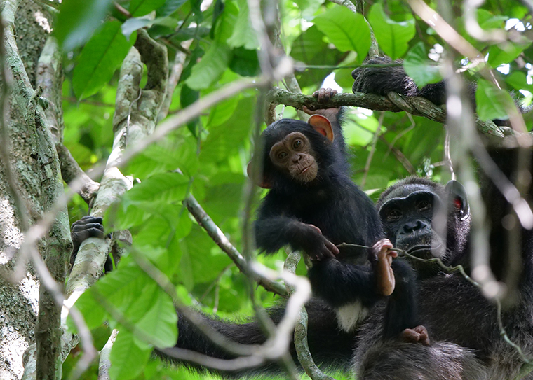 Adult chimpanzee with dependent offspring