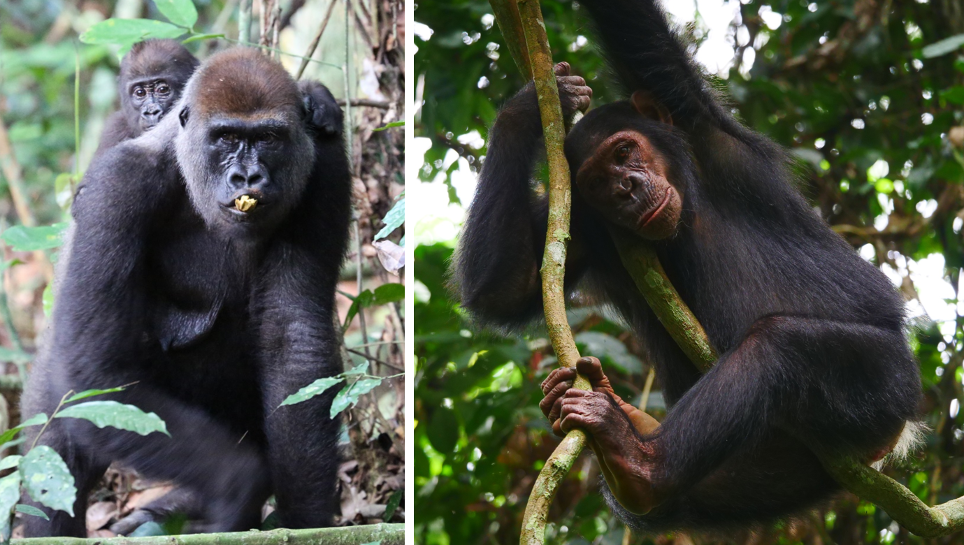 gorilla with juvenile on its back; chimpanzee on vine