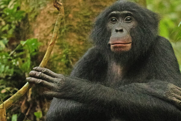 Malaria infection harms wild African apes