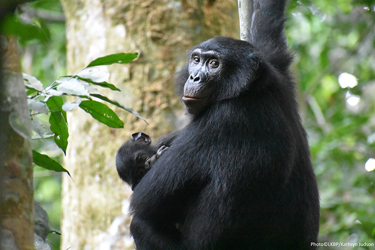 bonobo holding her baby