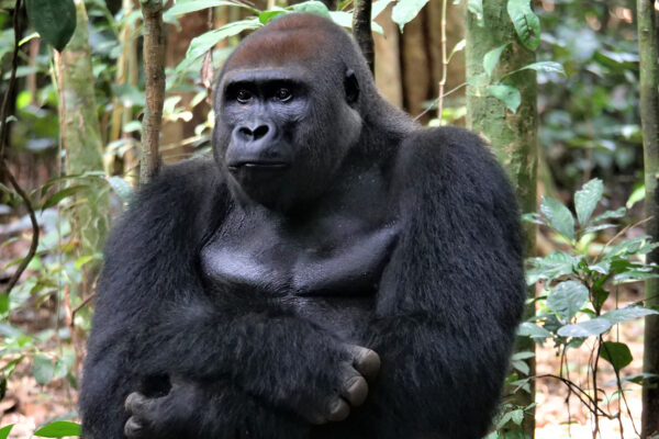 WashU great ape, biodiversity research informs decision to expand Congolese park