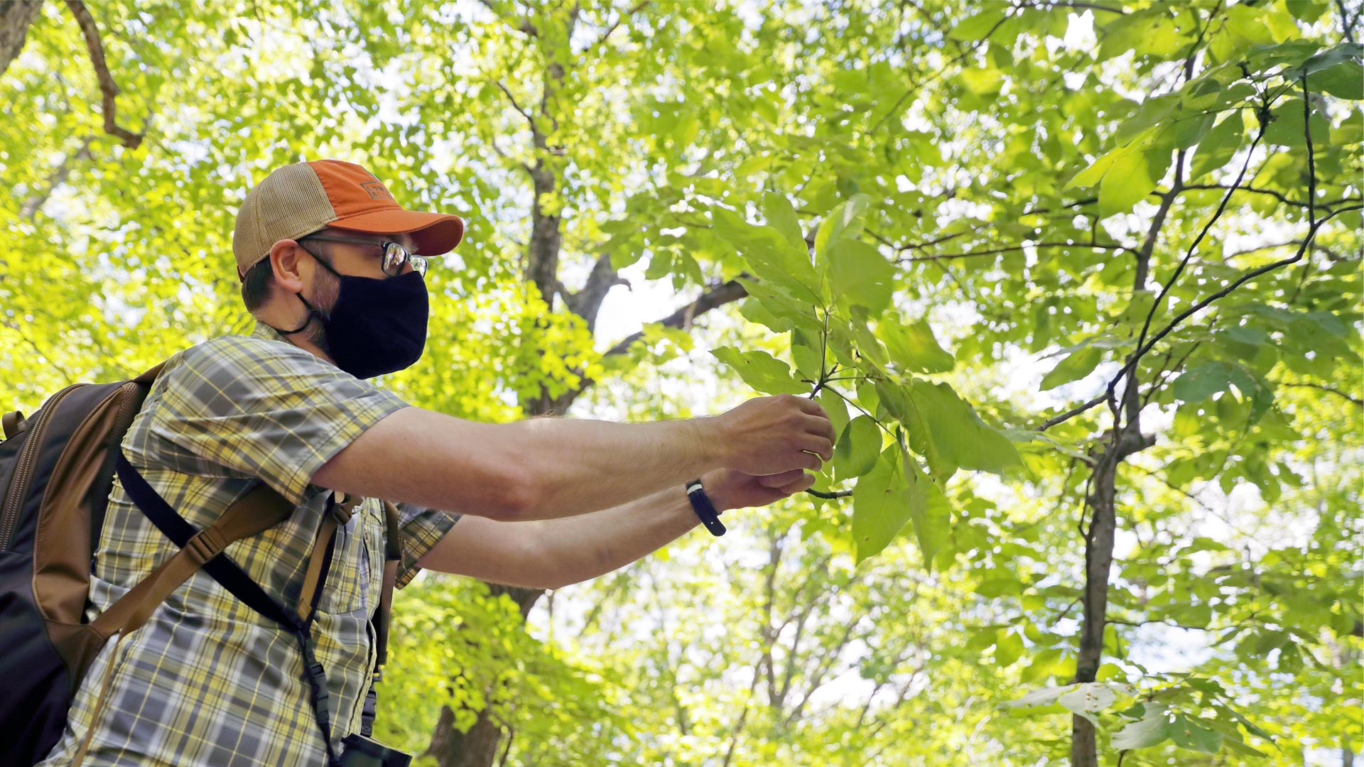 Johnathan Myers, Associate Professor of Biology, inspecting leaves of a tree