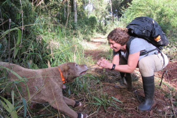 A dog’s work: Rescue animal goes all in for wildlife conservation
