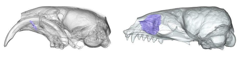 3D scans of two animal skulls