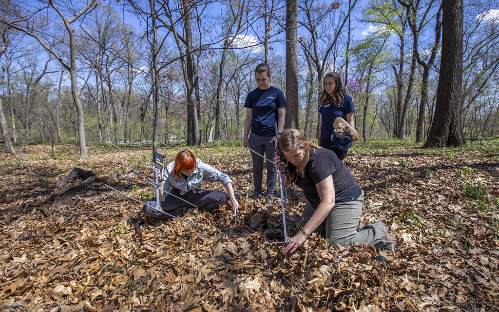 The Forest Park Living Lab (FPLL), which currently tracks three-toed box turtles, snapping turtles, mallards, raccoons and a great-horned owl, seeks to understand how urban wildlife interact with different habitats, other animals and the urban environment surrounding the park. The FPLL, which received a seed grant from WashU’s Living Earth Collaborative, recently was awarded a generous GISCoR grant from the Taylor Geospatial Institute to continue its work. (Courtesy photo)