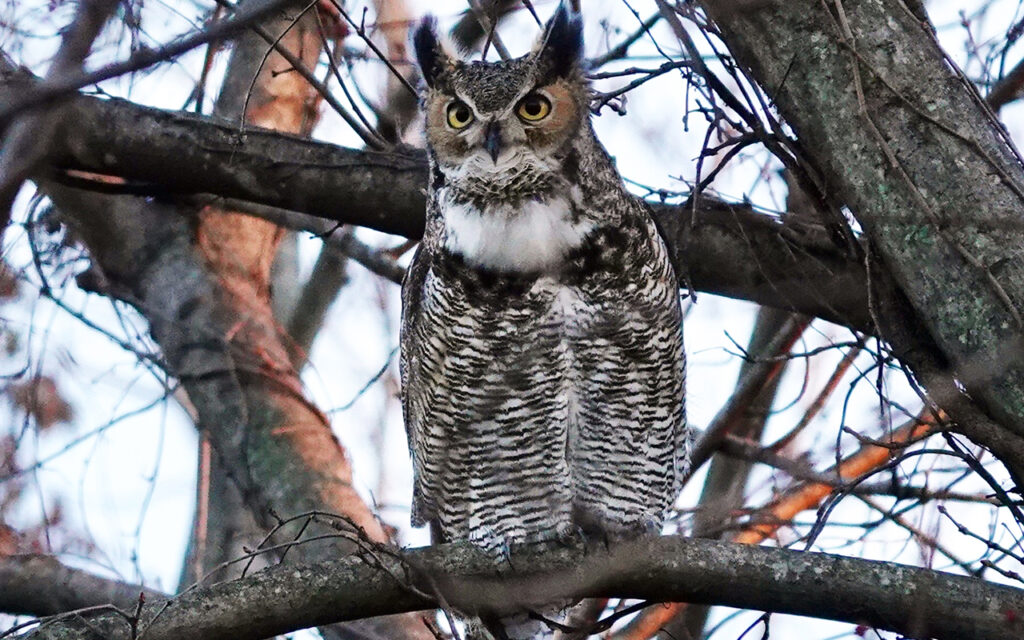 A great-horned owl (Photo: Charles McGrath)