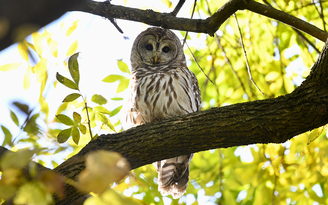 Barred owl (Photo: Maxine Roeder)