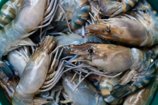 Fiber from crustaceans, insects promotes digestion